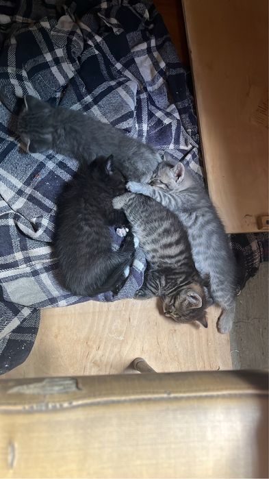 Котята в добрые руки