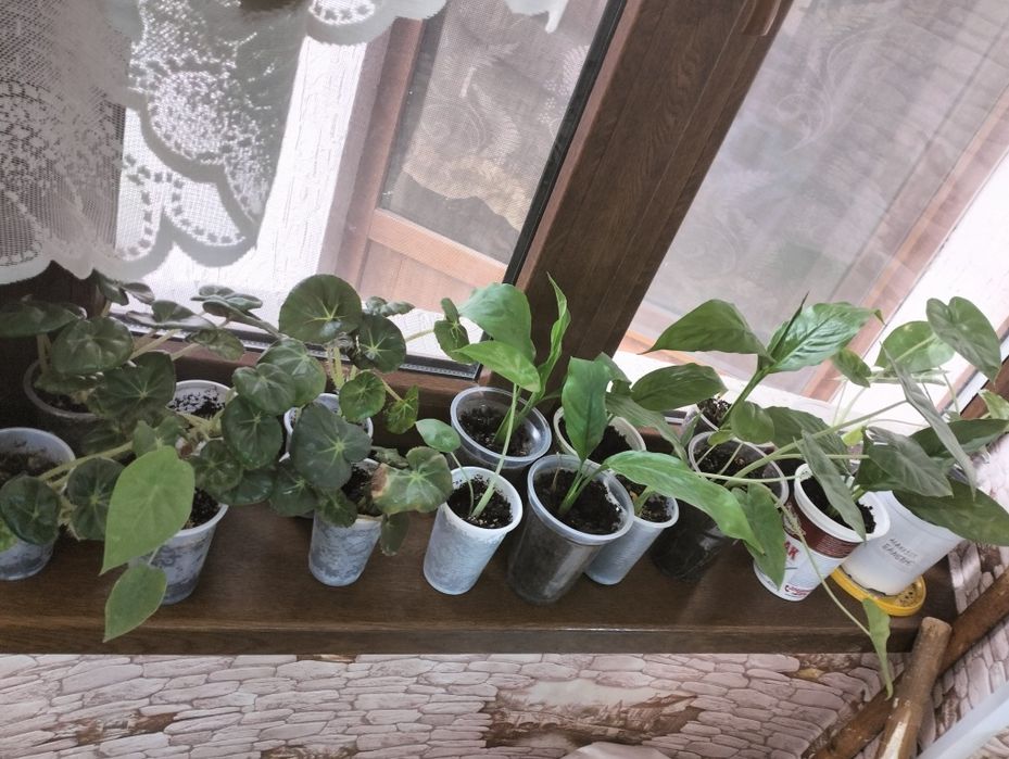 Домашние цветы. Акция