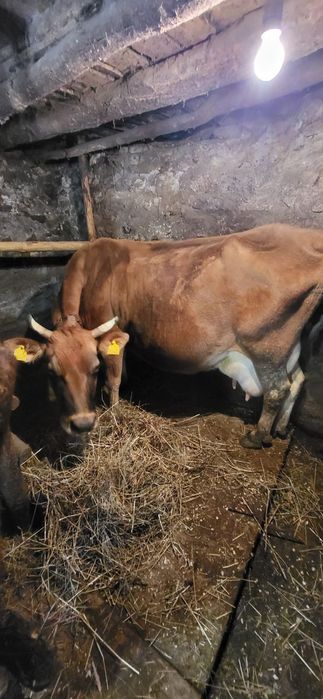 Продавам крава за месо или доене