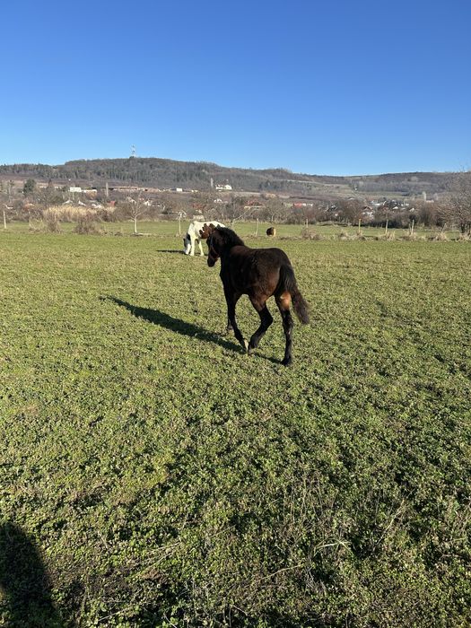 Vand iapa cu manza friz