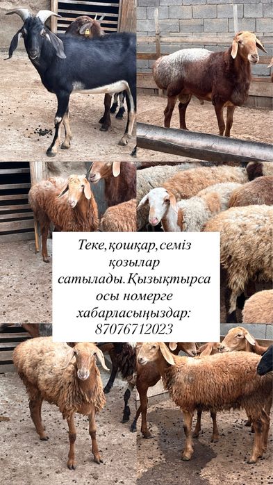 Теке,Қошқар,семіз қозылар сатылады!