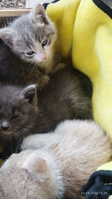 Отдам в добрые руки котят