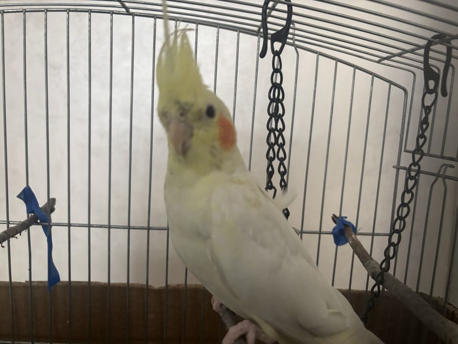 Попугай корелла с клеткой