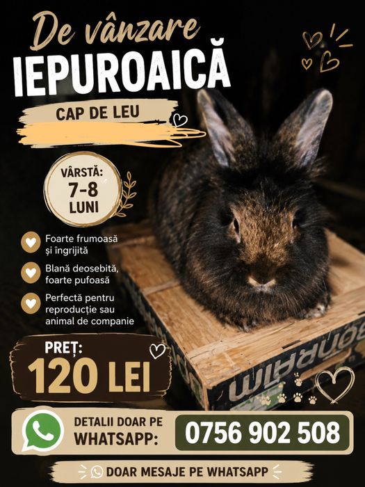 Iepuroica de vânzare