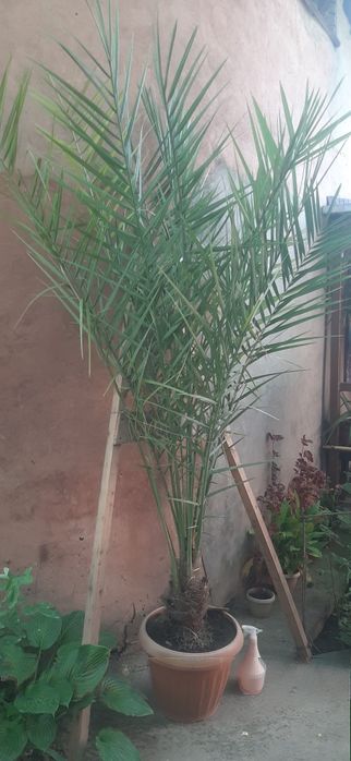 Продам финиковую пальму
