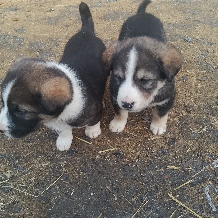 Таза қанды күшіктер сатылады