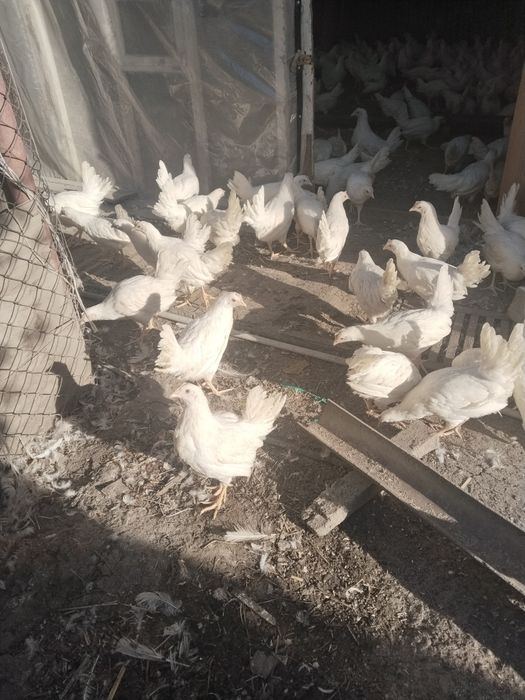 Курочки Несушки Легорны продам в Талдыкургане