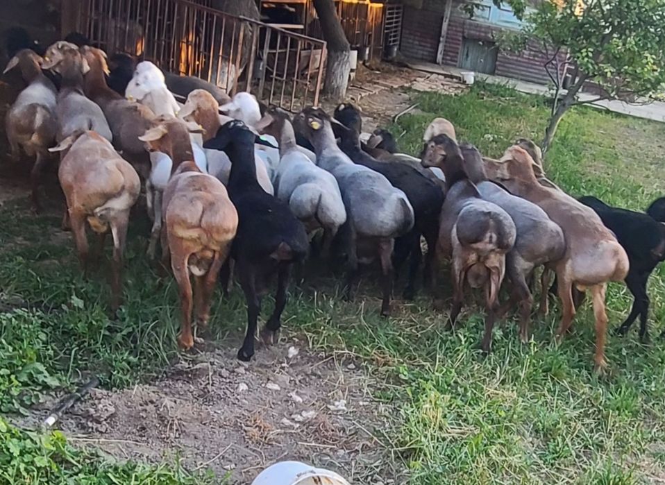 Qoylar qoy bor. Qochqor