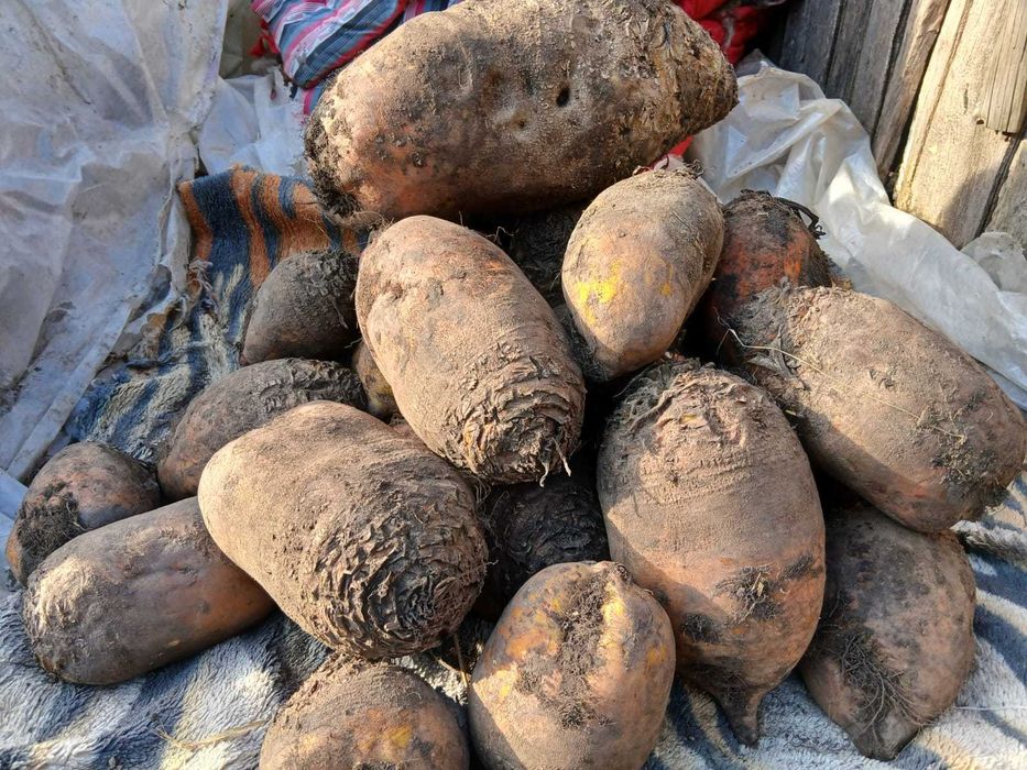 Vand sfecla furajera