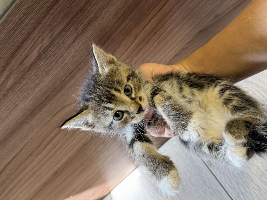 Котята бесплатно в добрые руки