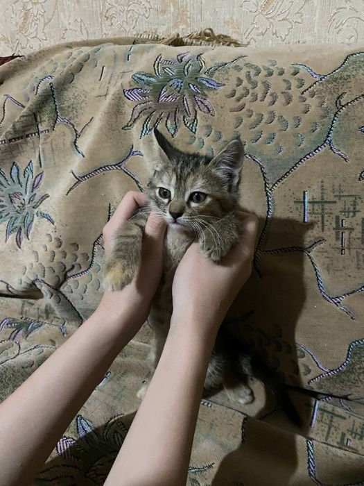 отдам даром котят
