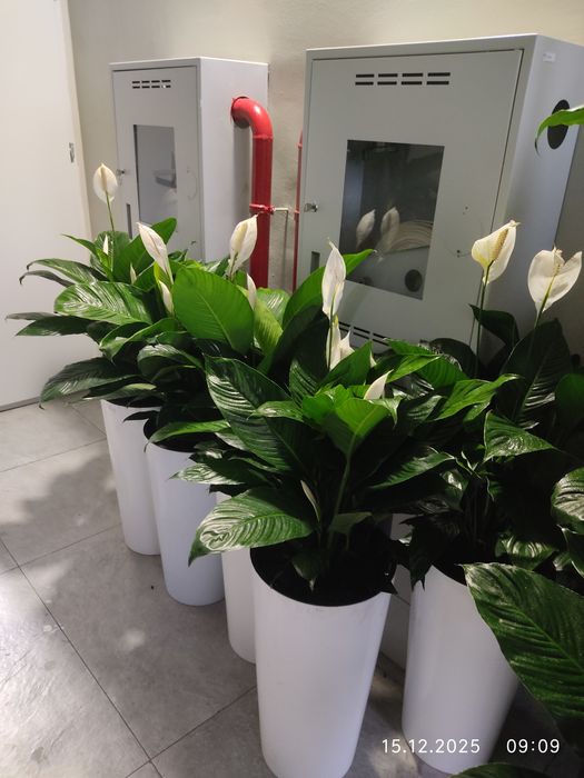 Уход за комнатными растениями