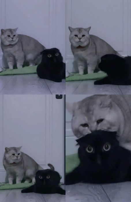 Вязка, Племенной Кот, серебристая шиншилла