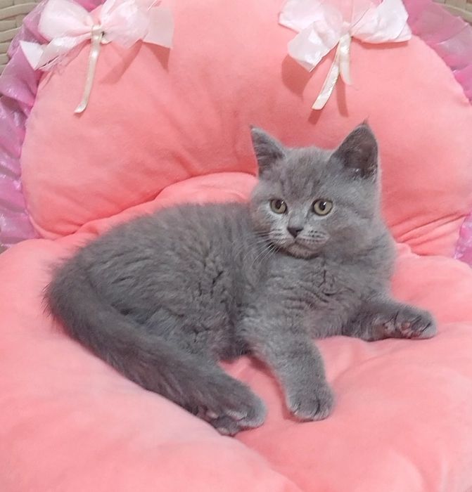 British shorthair