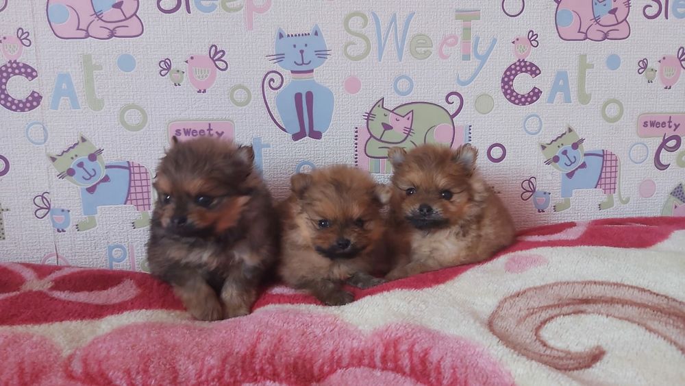 Продам щенков шпица миники и стандарт