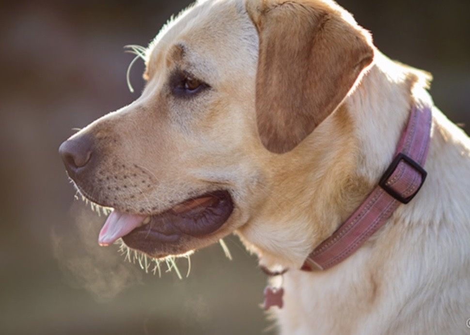 Samyang 85mm,1,4 AF monturaCanon EF ca si nou