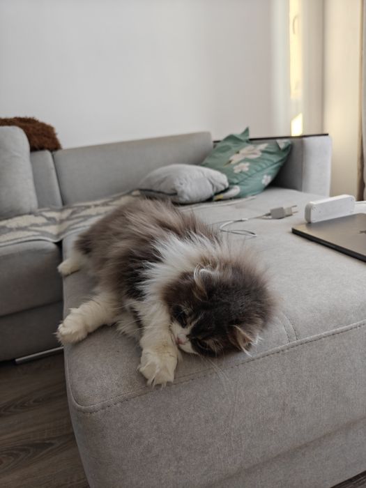 Кошка ищет новый дом