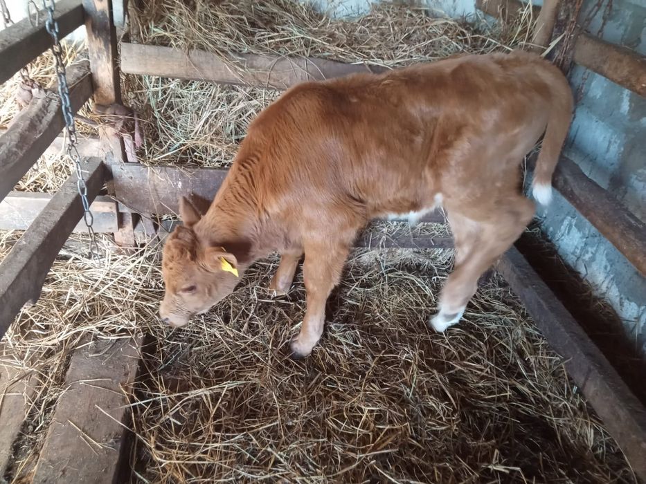 Продам бычка 1 месяц