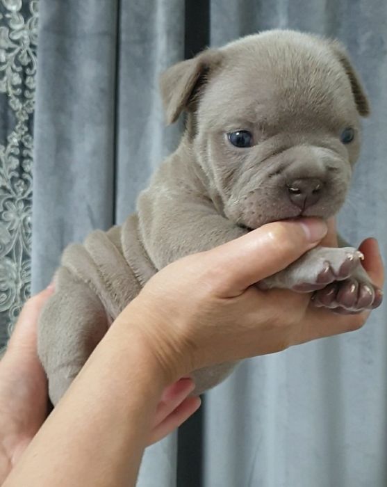 Американский булли Премиум класса!