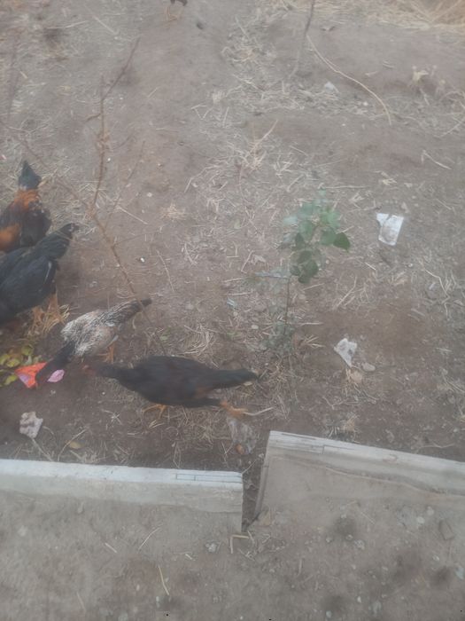 Kulangli toviqlar bor sotiladi