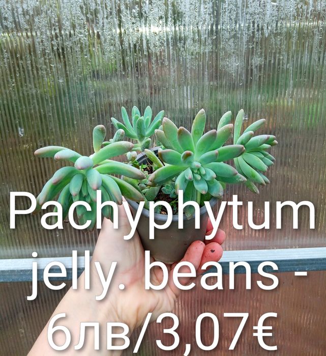 Аранжировки цветя за двора и стайни . Цени на снимките