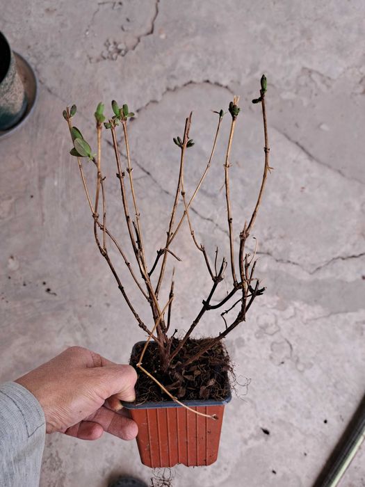 Жимолость съедобная