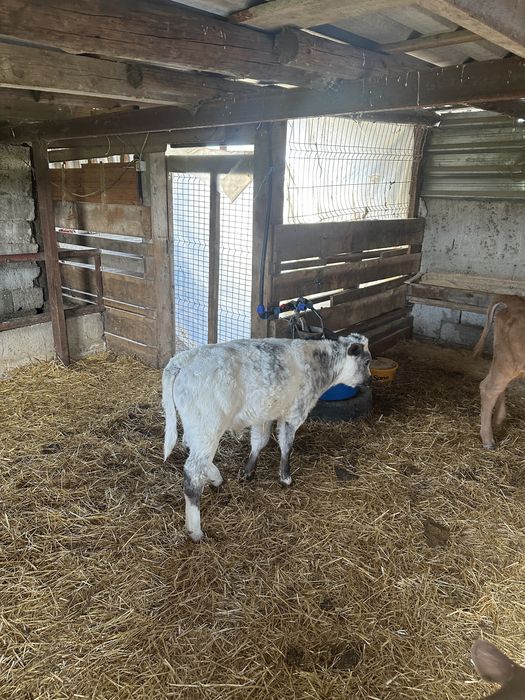 Vitei belga limuzin si baltata