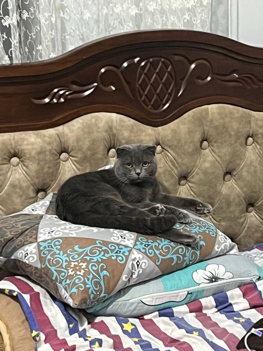 Скоттиш фолд малчик