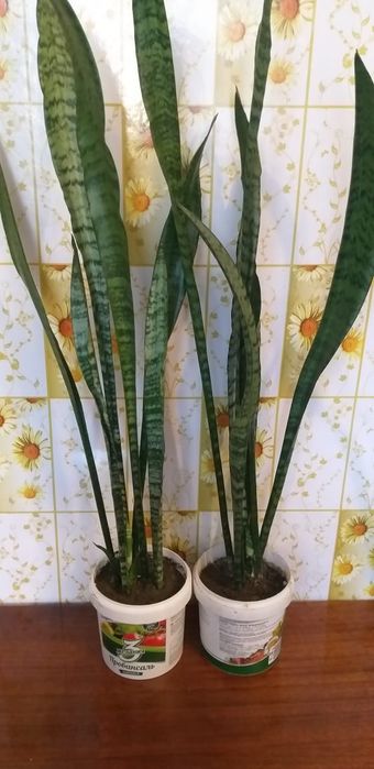 Сингониум,монстера и сансевьера