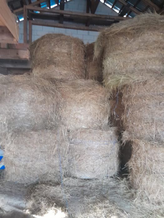 Baloti fan rotunzi 2025