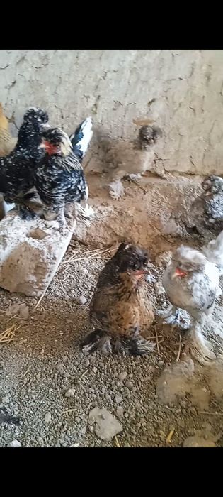 Tuhum sotiladi yapon ,Brama,Jersi zot