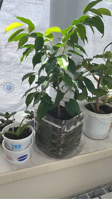 Комнатные цветы