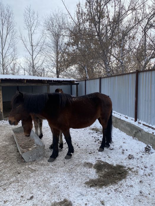 Жабағы тай полутяж