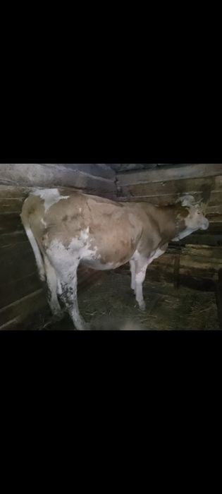 Vacă tânără de vânzare