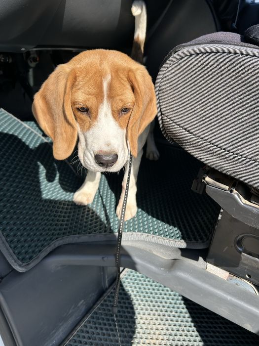 Собака парода бигль 3 мес