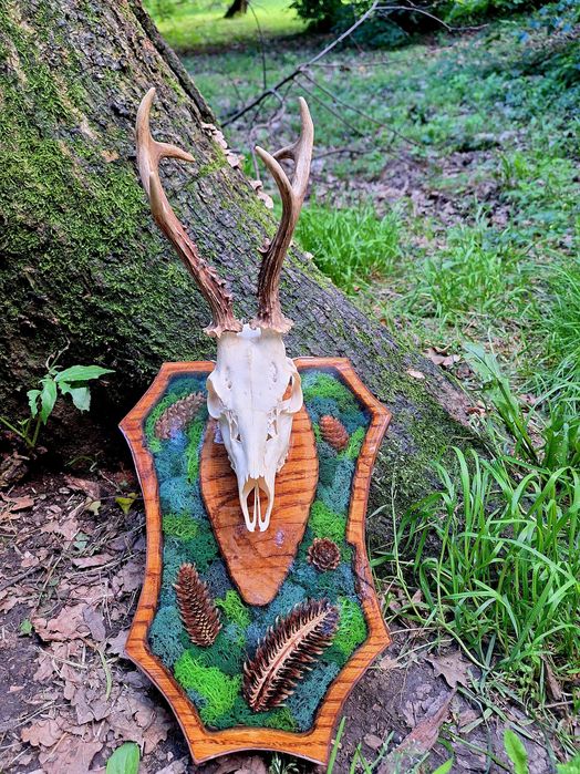 PANOPLIE VANATOARE TROFEU capra neagra, caprior, mistret, coarne cerb