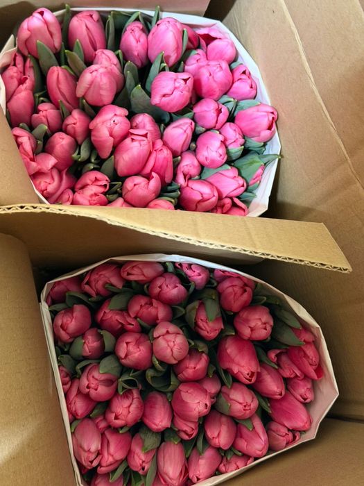 Тюльпаны по 650 за штуку