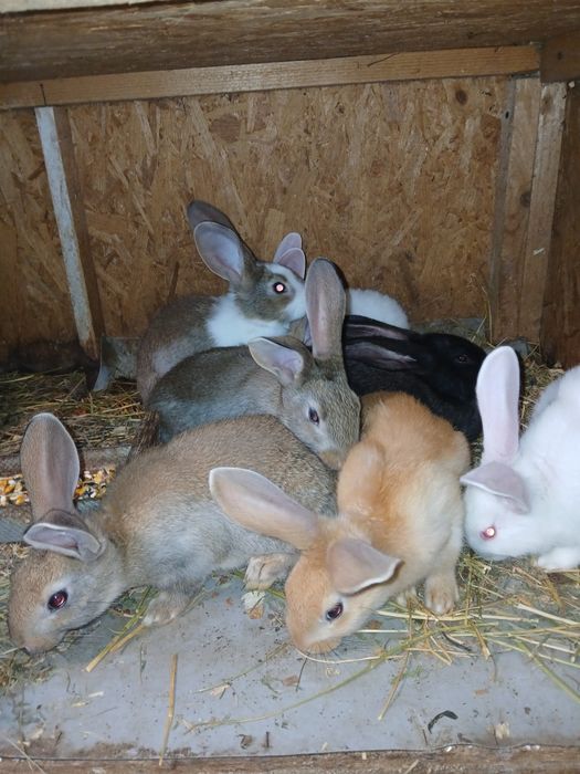 Vând iepuri hicole francez