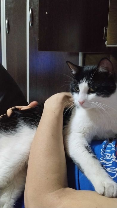 Motan spre adopție, Tomas