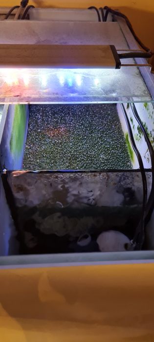 Vand 2 acvarii complet dotate cu standuri cu tot