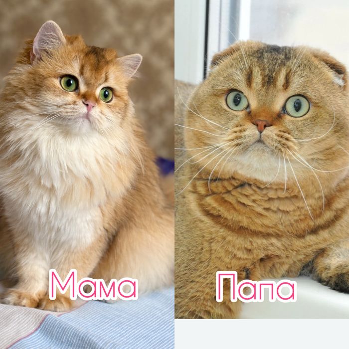 Продаются котята