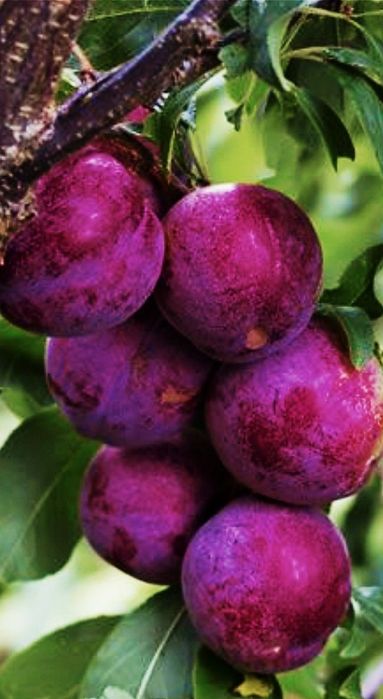 Pomi Fructiferi Columnari (PRUN )