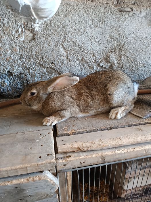 Продается крольчиха
