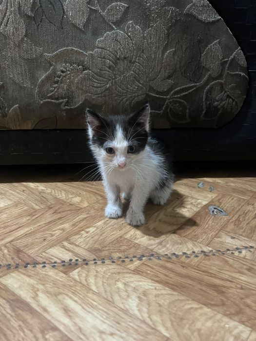 Отдам котят,  мальчики