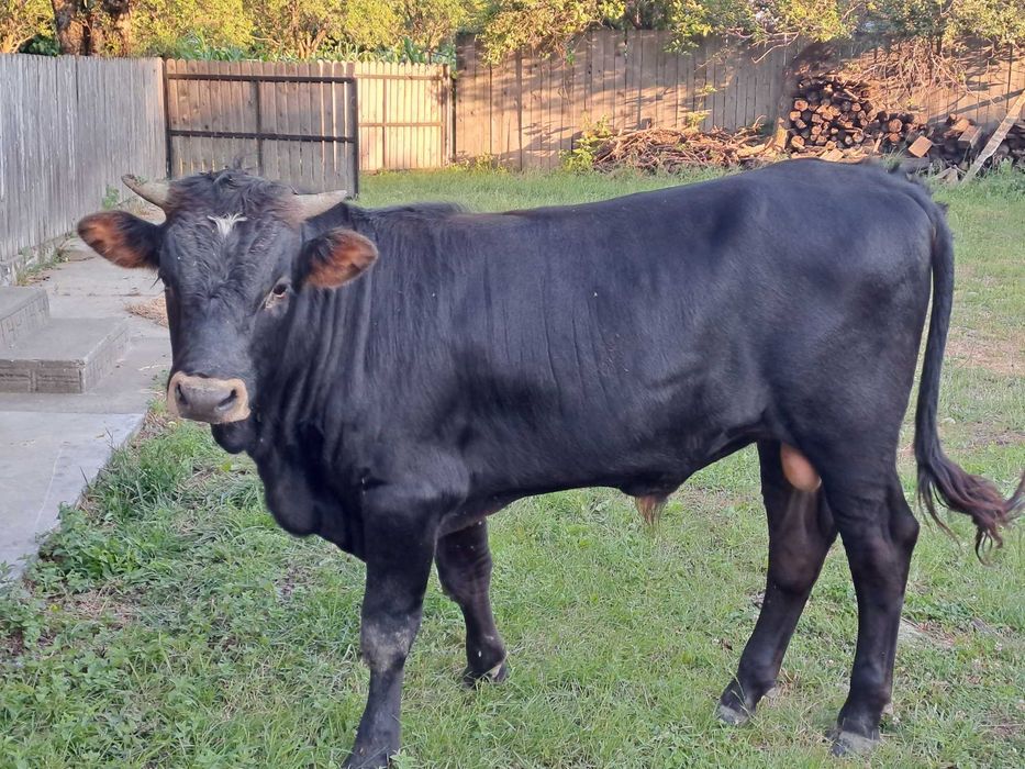 Vând un vițel de un an