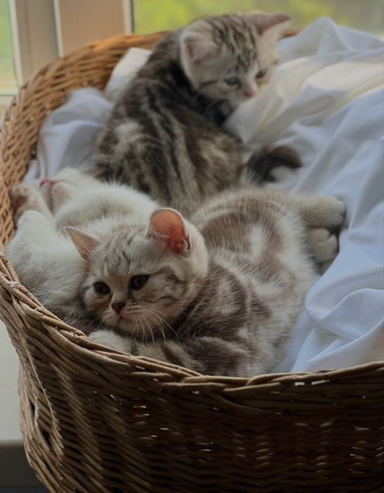Шотландскик котята табби