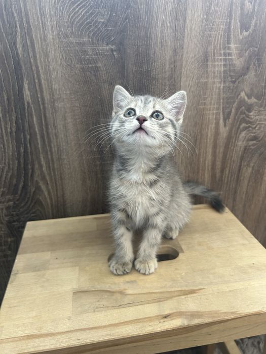 Котенок девочка 2 месяца игривая