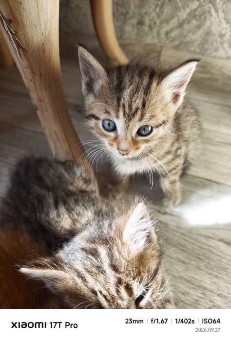 Котёнок девочка бесплатно