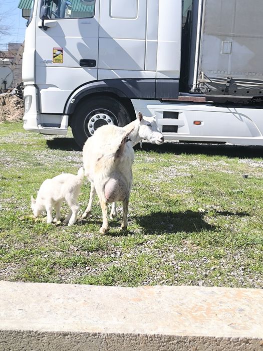 Ешкі коза козлята
