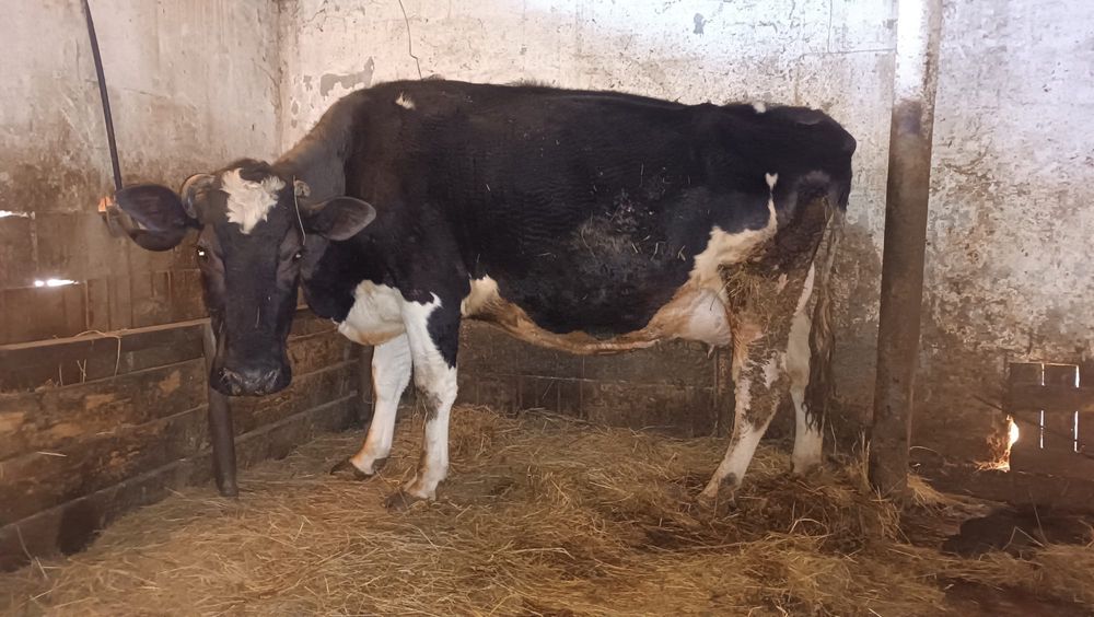 Vaca de lapte holstein